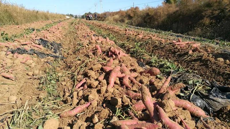 【头条】奈曼旗：“*党**支部+合作社”，集体经济攀新高