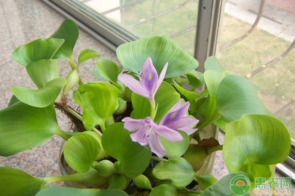 水浮莲的种植方法,水浮莲是用种子种的吗