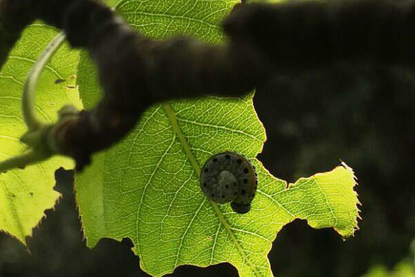梨树下面的土壤能杀死什么虫,梨树黄粉虫前期图片