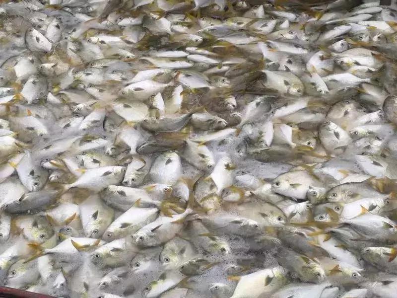 北海特色农产品,北海有名水产品