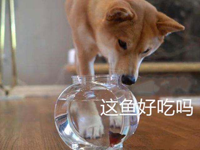 狗狗长期吃鱼饲料会怎么样,狗狗只吃肉和狗粮对身体好吗