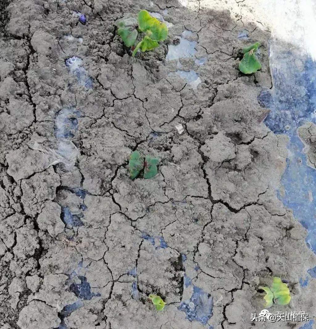 棉花除草剂药害2020年,棉花地除草剂药害解决方法