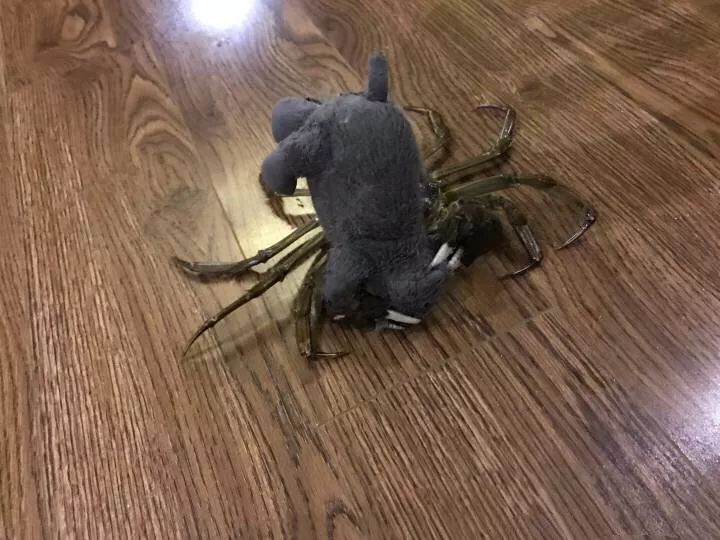 橘猫大螃蟹,橘猫挑战失败视频