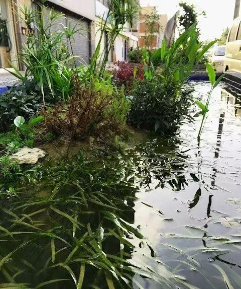 鱼池如何改造成花池,花池改鱼池如何做过滤