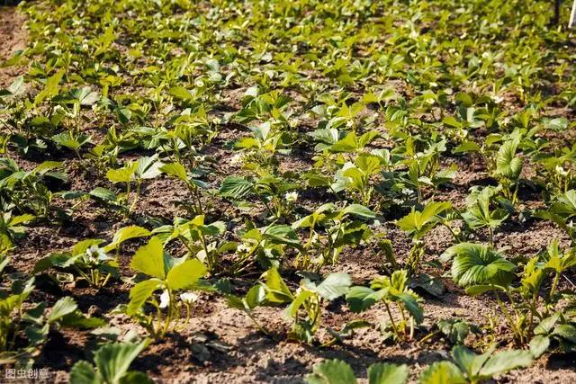 草莓苗好五分收!如何用匍匐茎育壮苗?定植与苗期管理是关键
