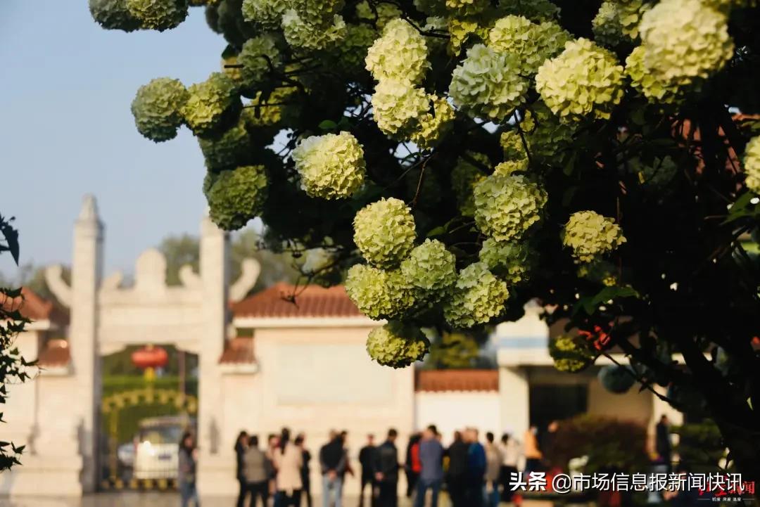 疫情下如何扫墓？实地祭扫需预约，鼓励“云祭祀”还可微信视频
