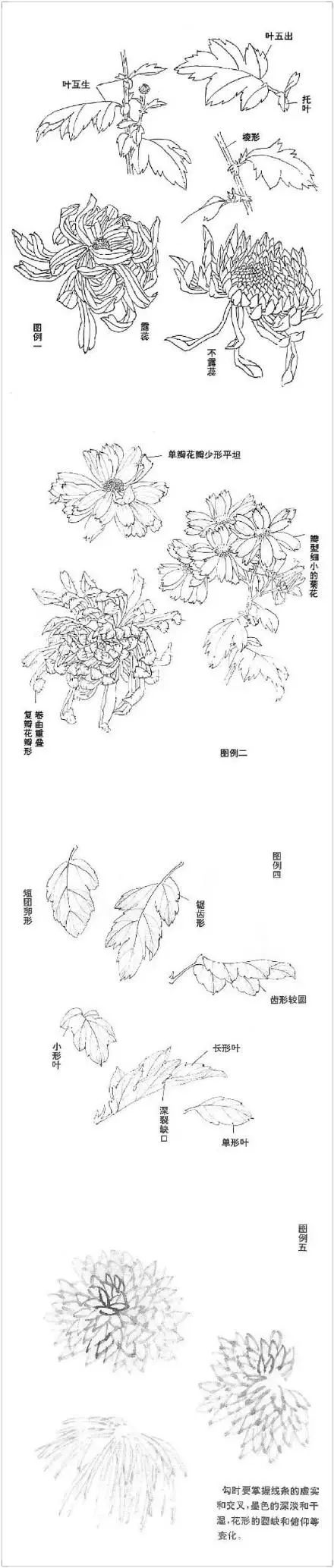 正统国画技法入门菊花绘画教学,菊花国画入门教学视频