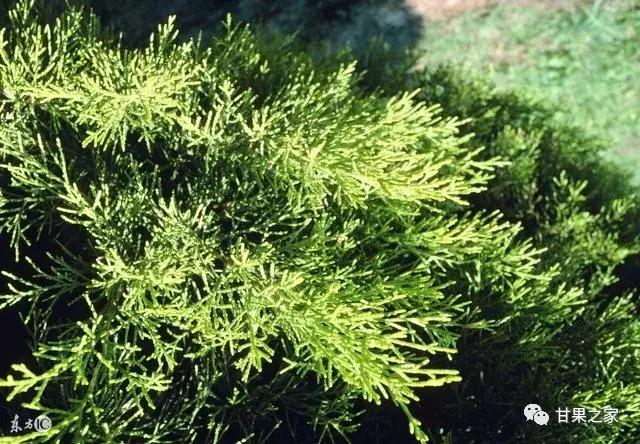 自家果园树移栽合法吗,果园果树混栽