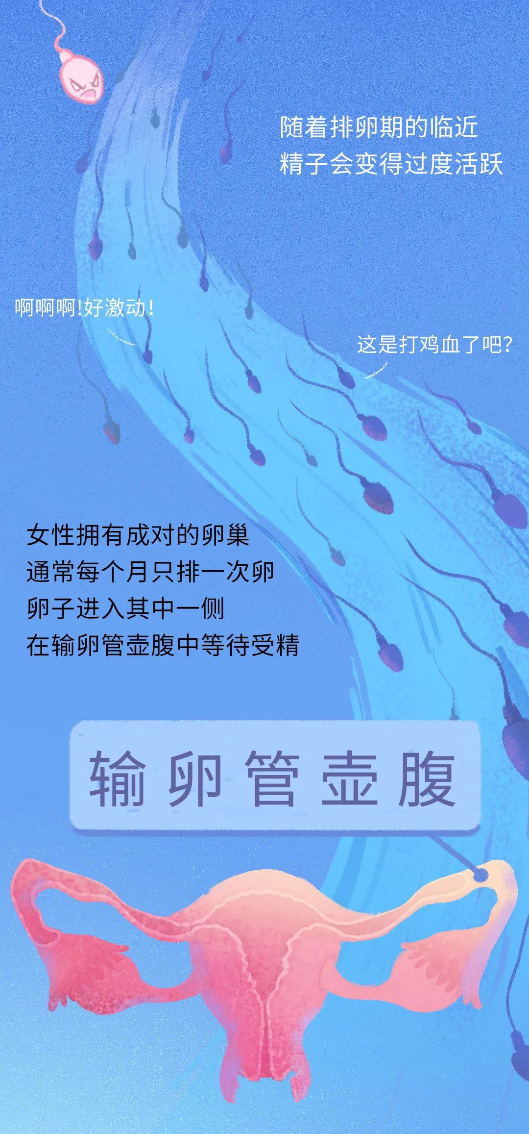 精子进入人体24小时变化,精子在人体24个小时都经历了什么