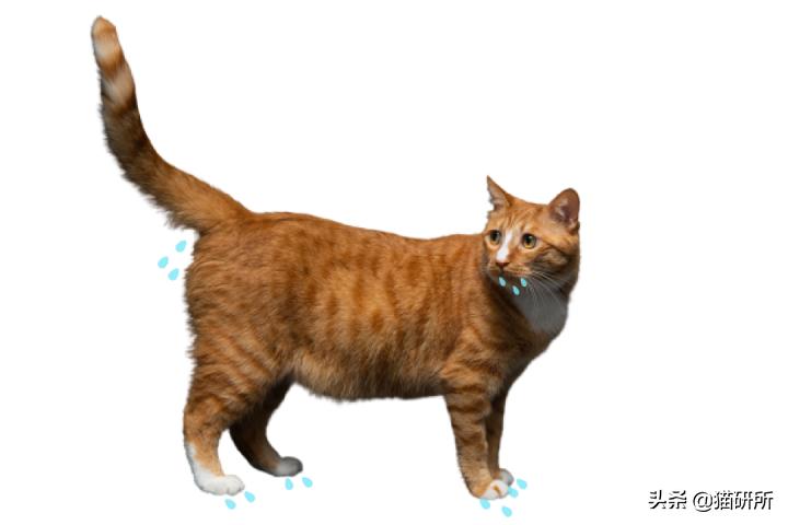 猫咪夏季好物推荐平价,猫咪防抓好物推荐