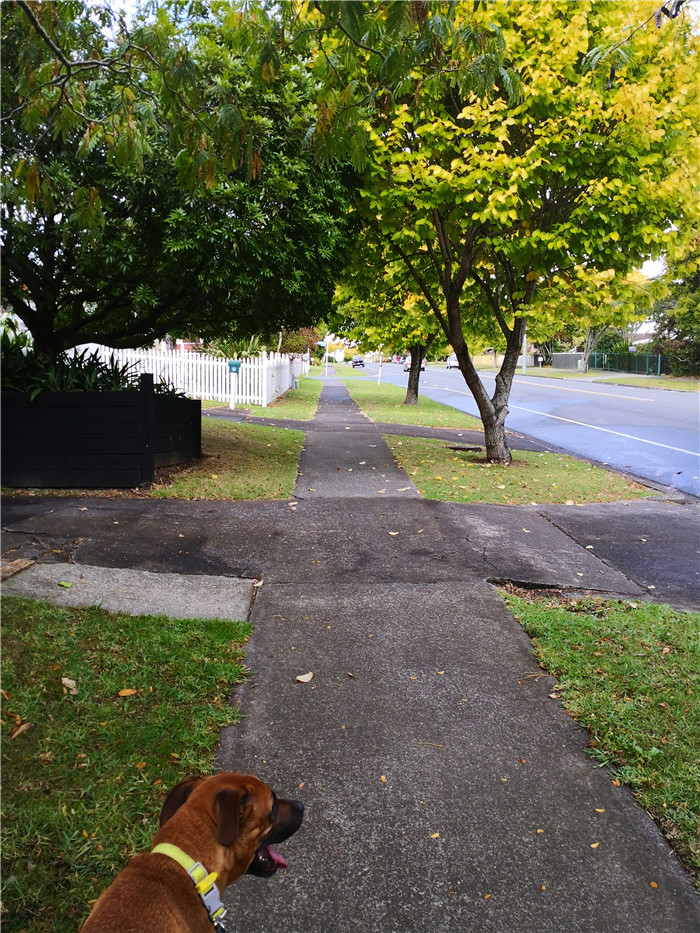 新西兰宅居第五天