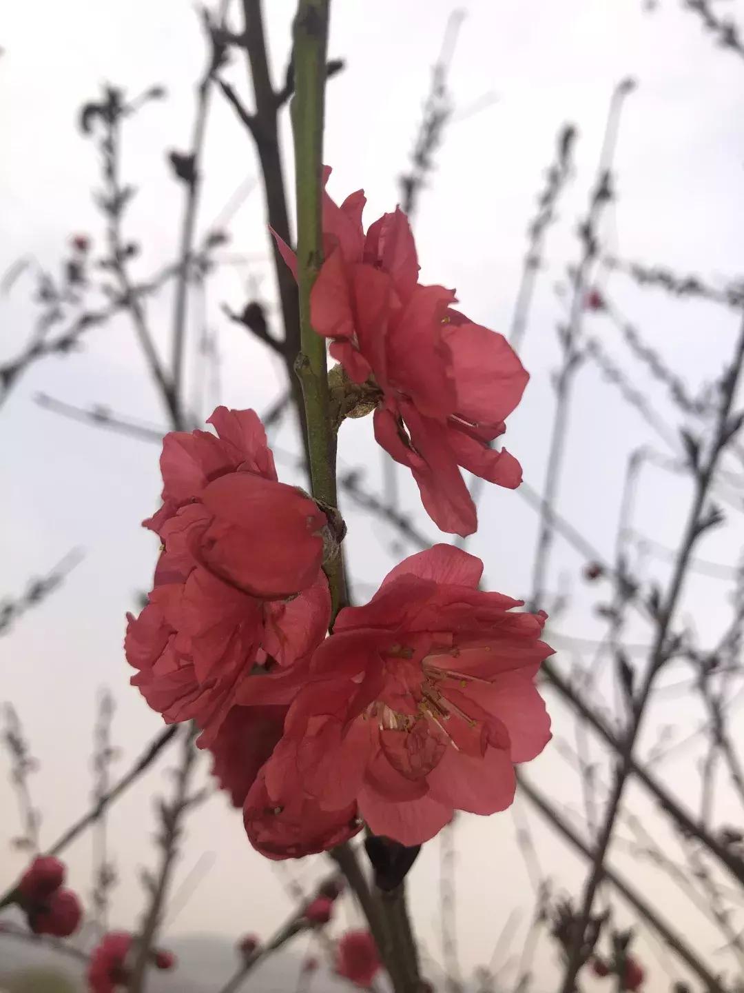 清明踏青好去处邯郸,清明假期旅游必备