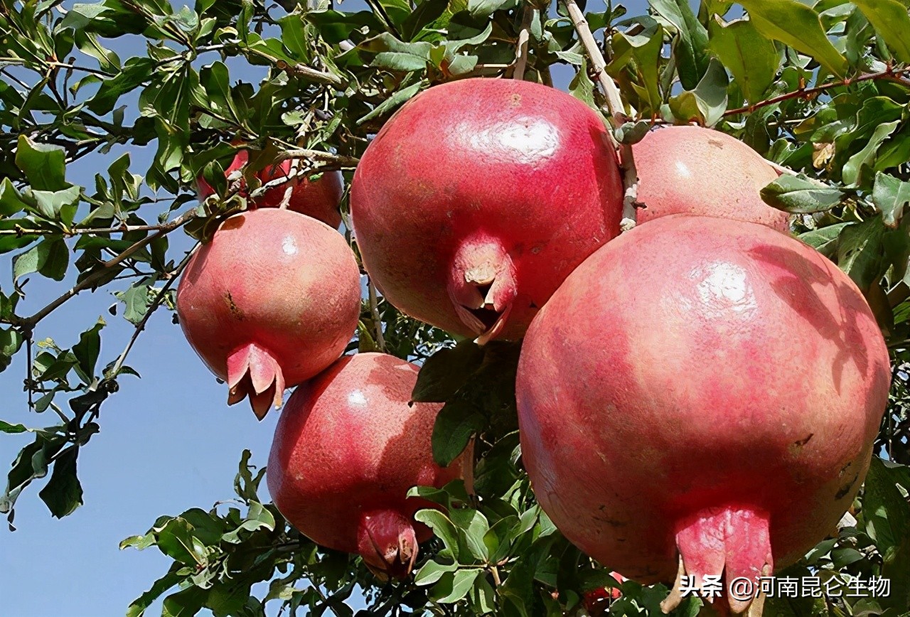 石榴烂根,石榴重茬根腐怎么办