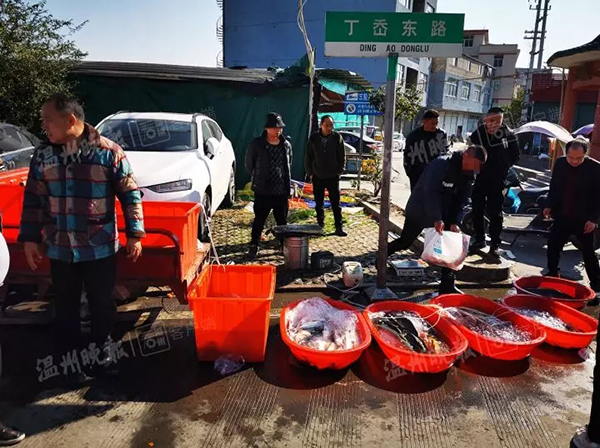 不良商家运送鱼加柴油,不良商贩运输鱼怎么保持存活