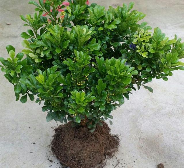 米兰掉叶子的原因和解决方法,米兰花掉叶子怎么办视频讲解