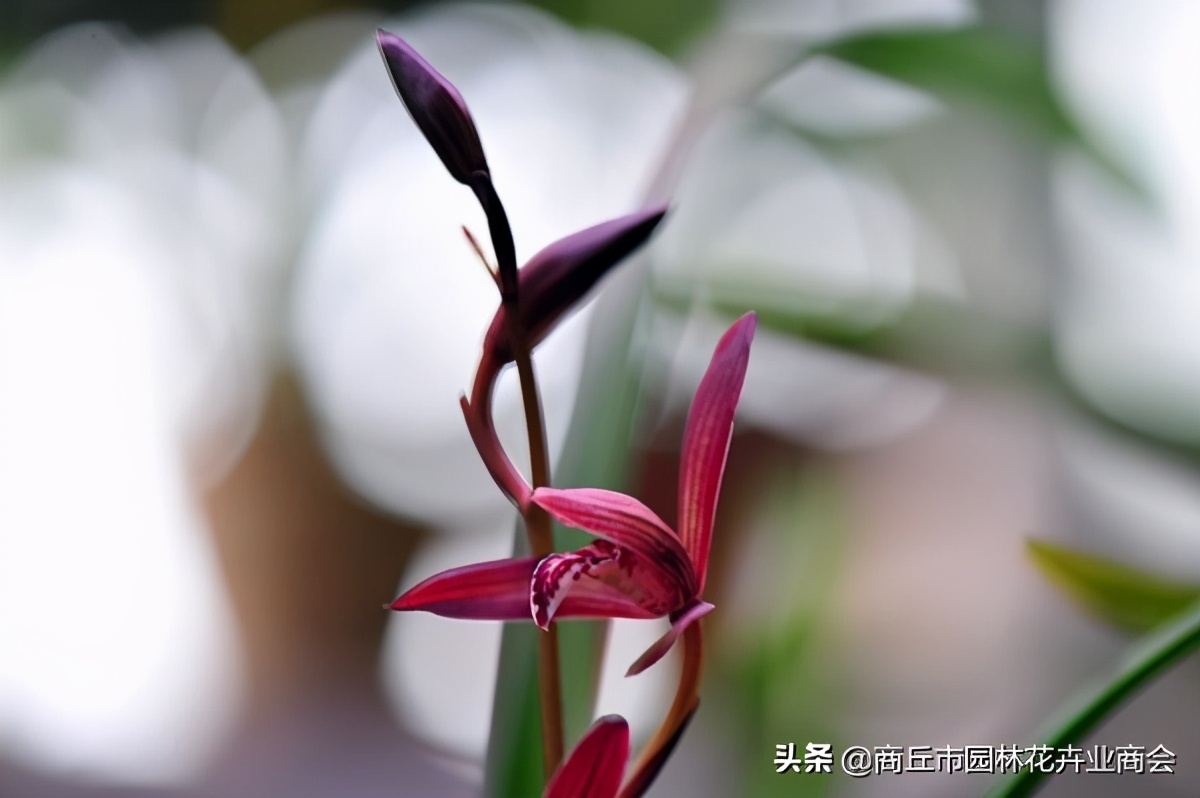 一年四季开花的名贵兰花品种,全年四季最奇香的兰花品种有哪些