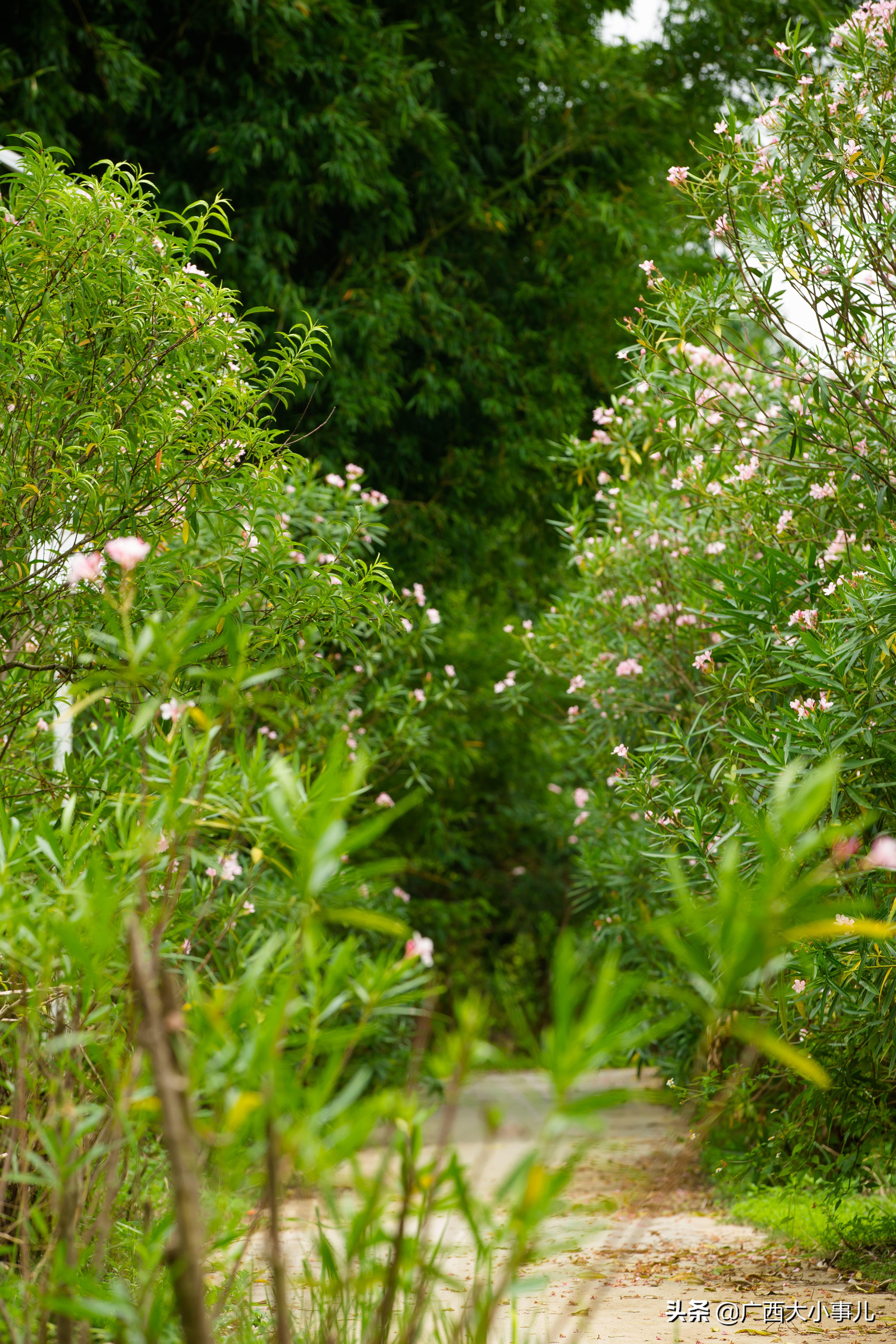 遇见别样的风景,上林风景一日游