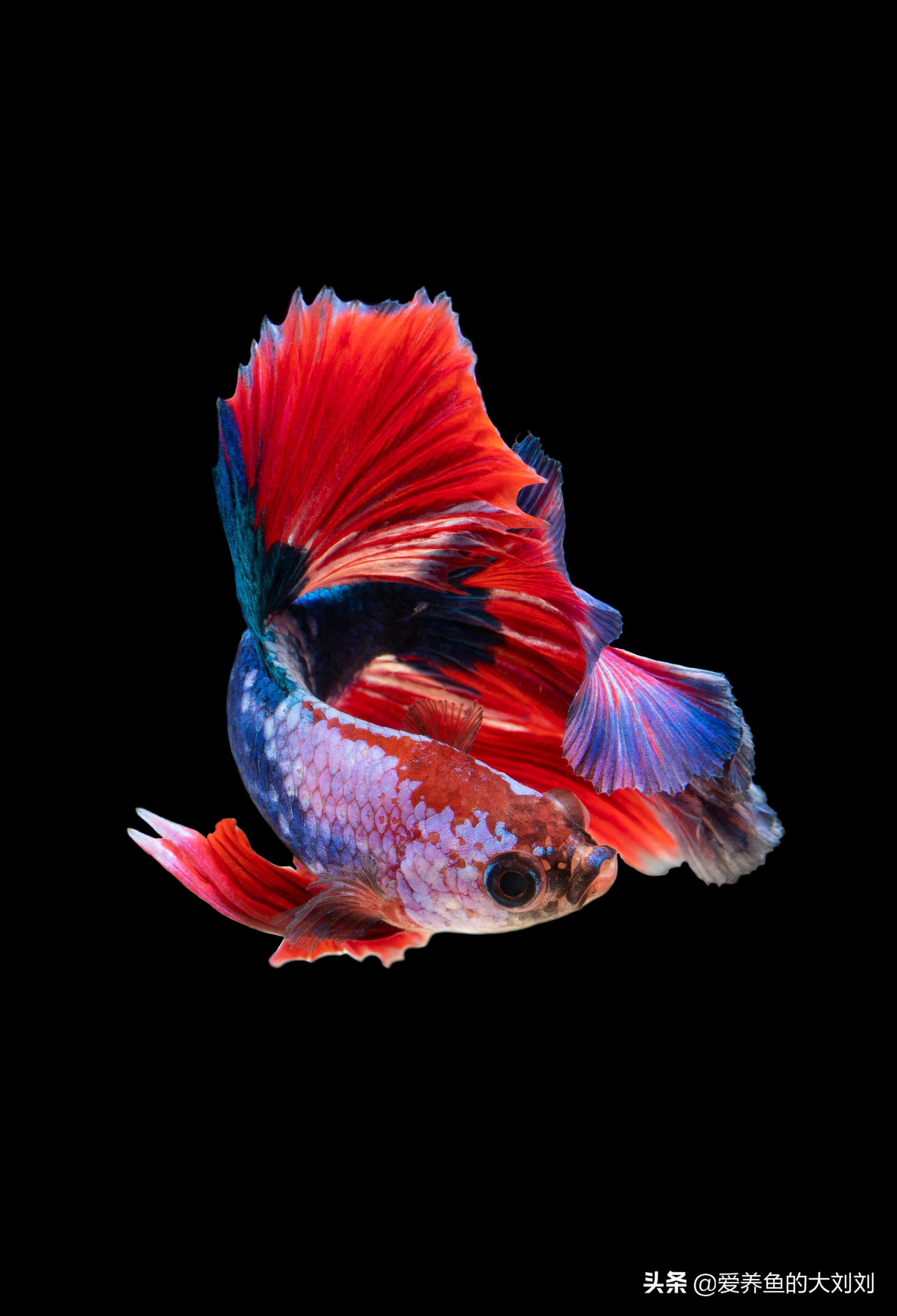 中国斗鱼好养还是泰国斗鱼好养,中国斗鱼和泰国斗鱼有什么区别