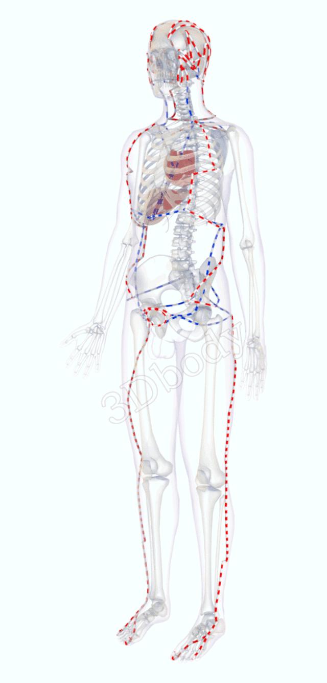 3d经络循行图讲解,阴维脉与阳维脉3d循行动态走向图