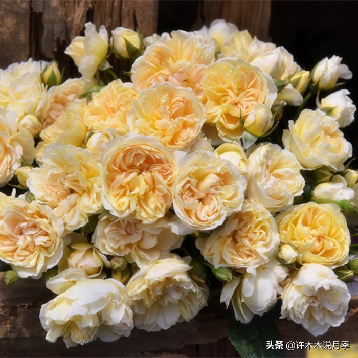 月季常见叶子问题,月季都有什么病怎么治