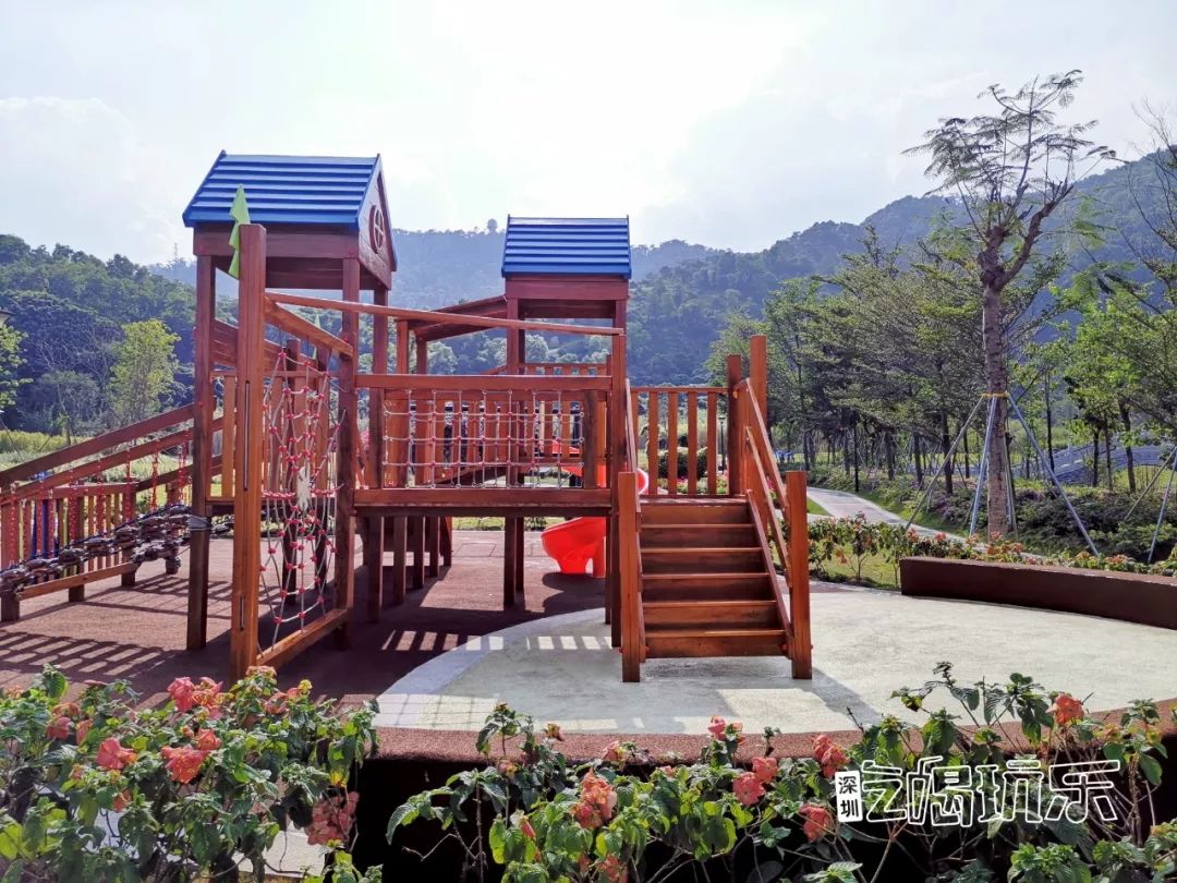 深圳最美簕杜鹃谷公园花海,宝安区花海赏花景点