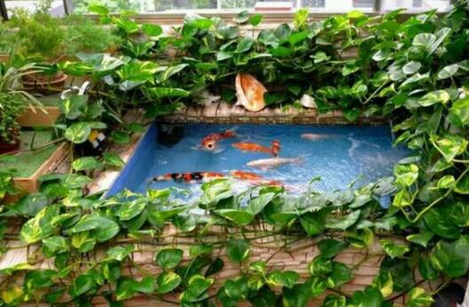 室内绿萝养花知识大全,绿萝养花技巧大全