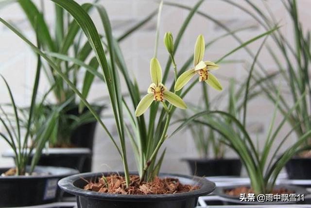 兰花如何浇水不会生根杀虫,兰花怎么浇水才能消除花苞