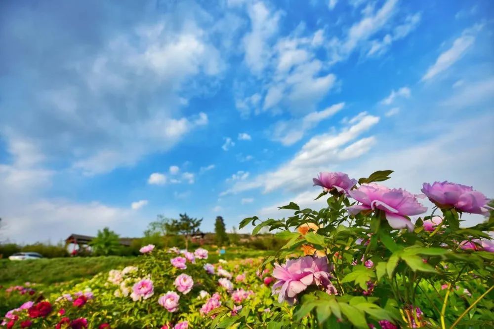 五一假期潍坊赏花踏青地推荐！这8个小众的绝美之地，一定要去走一走啊...