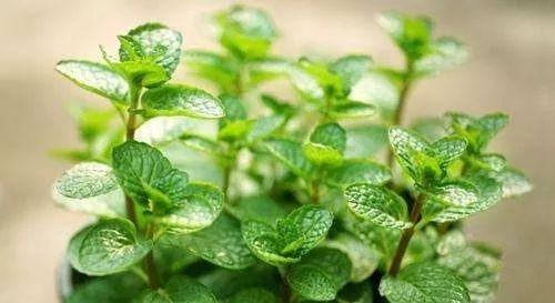 薄荷种植的详细步骤图片,薄荷植物能在家种植吗