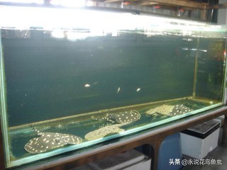 观赏鱼养殖技术论坛,观赏鱼鱼友交流