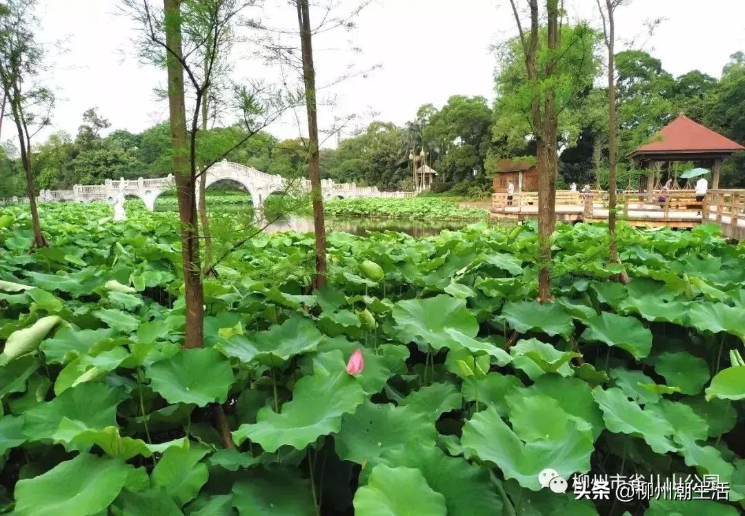柳州哪里有免费花海,柳州花海紫荆花真实视频