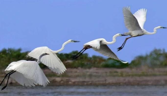 朋友说两个黄鹂鸣翠柳什么意思,学生说两个黄鹂鸣翠柳