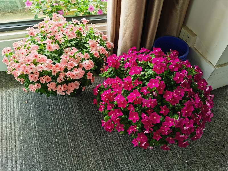 365天都开花名贵的盆栽,365天开花不断的花卉