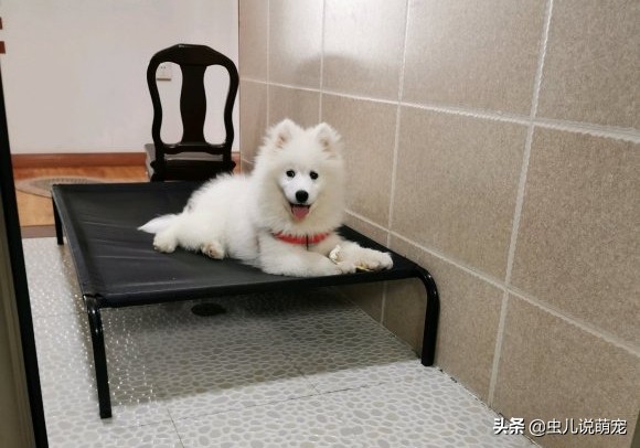 萨摩耶太温顺,萨摩耶很气人