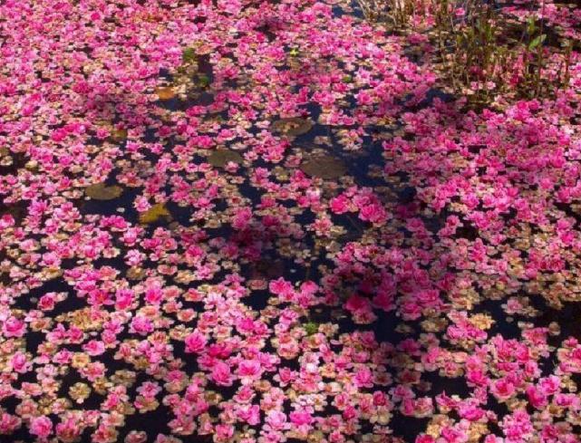 大理苍山雨中美景,大理苍山花海风景图片