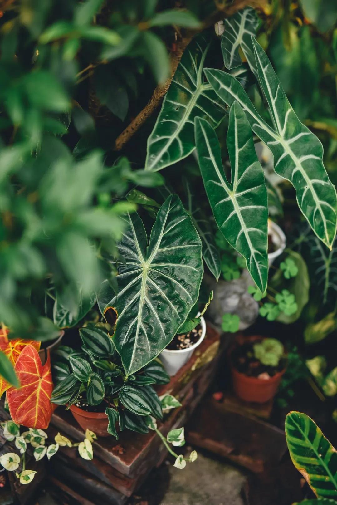 没花园怎么种花？从东北到广东，4位大神在室内种出植物园，绝美