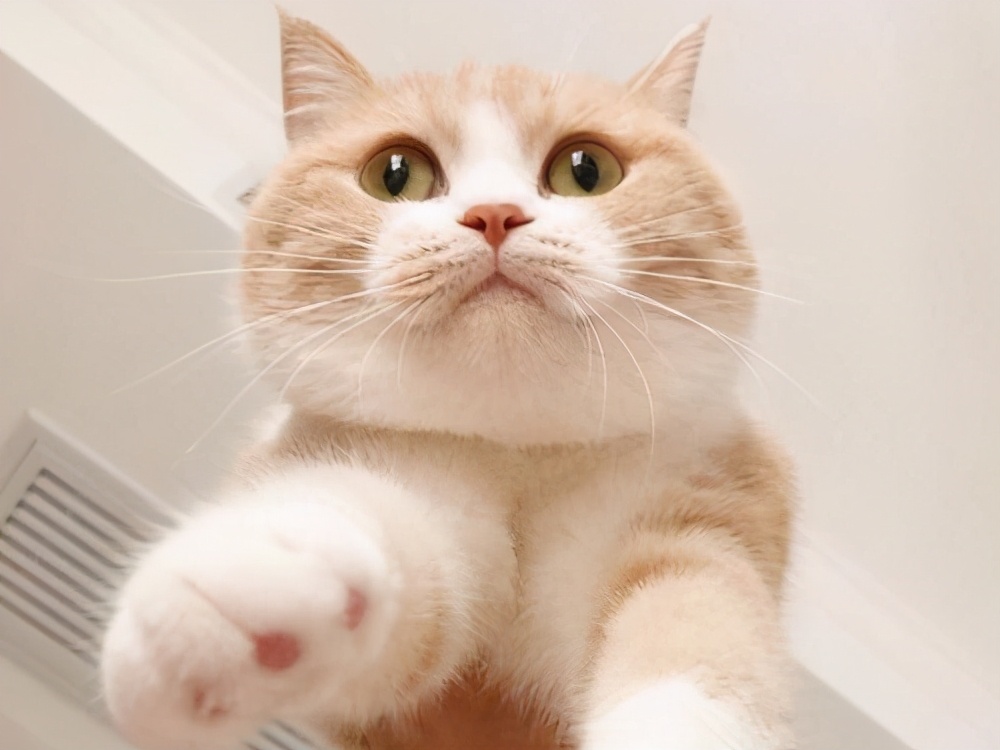 英短猫哪种花色不推荐,英短蓝白猫咪尴尬期前后对比