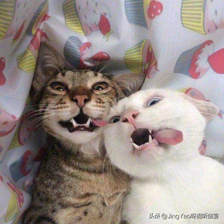 雄性：猫、虎除了舌头，还有一个器官长倒刺！连蛇也有不可思议！