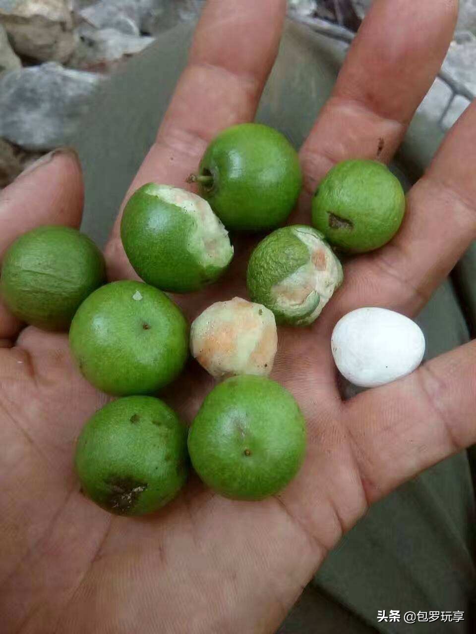 凤眼菩提的由来,凤眼菩提的起源和作用