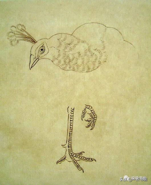 工笔国画孔雀画高清大图,工笔孔雀的画法步骤