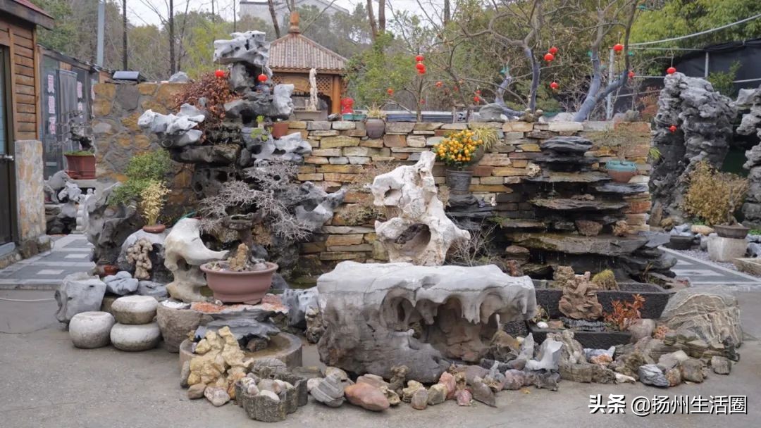 2元花盆批发清仓,2元花卉批发市场