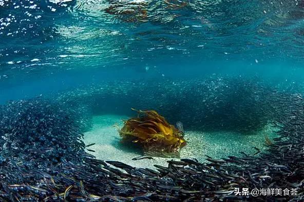 适合用来烧烤的海鱼,适合烧烤的海鱼品种