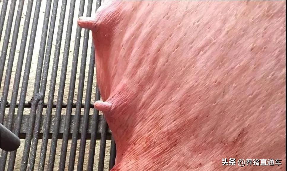 母猪产后无乳怎么办免费教你一招,母猪产后无乳或泌乳不足五妙招