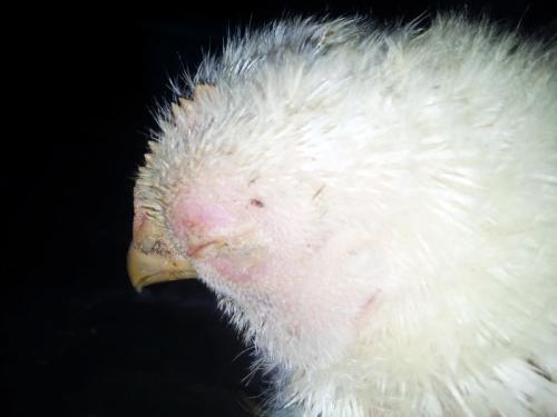 病毒感染起的红疙瘩如何治疗,病毒和细菌感染引起的脸肿