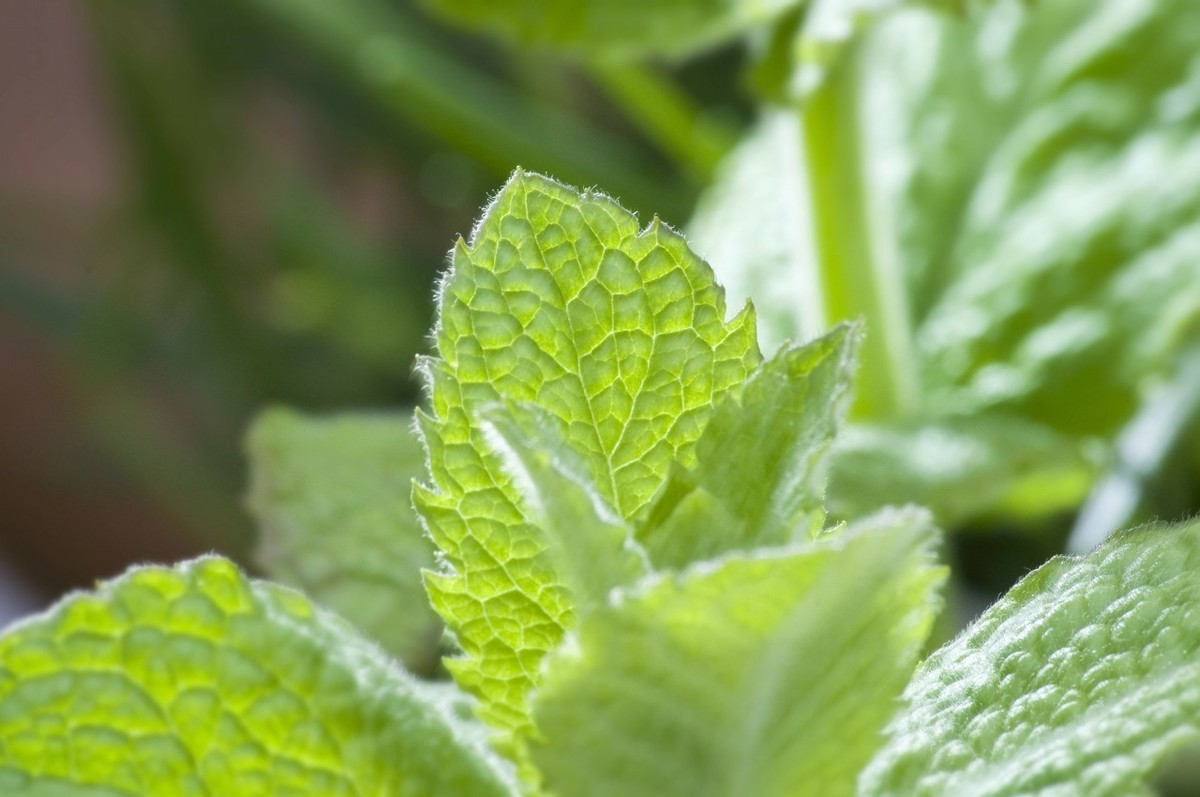薄荷怎么种植的方法和技术,薄荷一般选用的繁殖部位