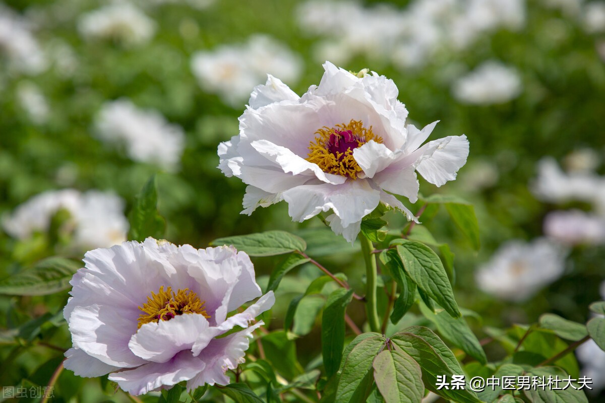 脾肾阳虚湿热下注可以运动吗,补肾反而导致湿热下注