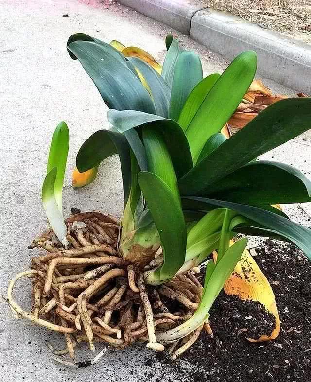 怎样才能使君子兰每年都能开花,如何让君子兰开花长得旺