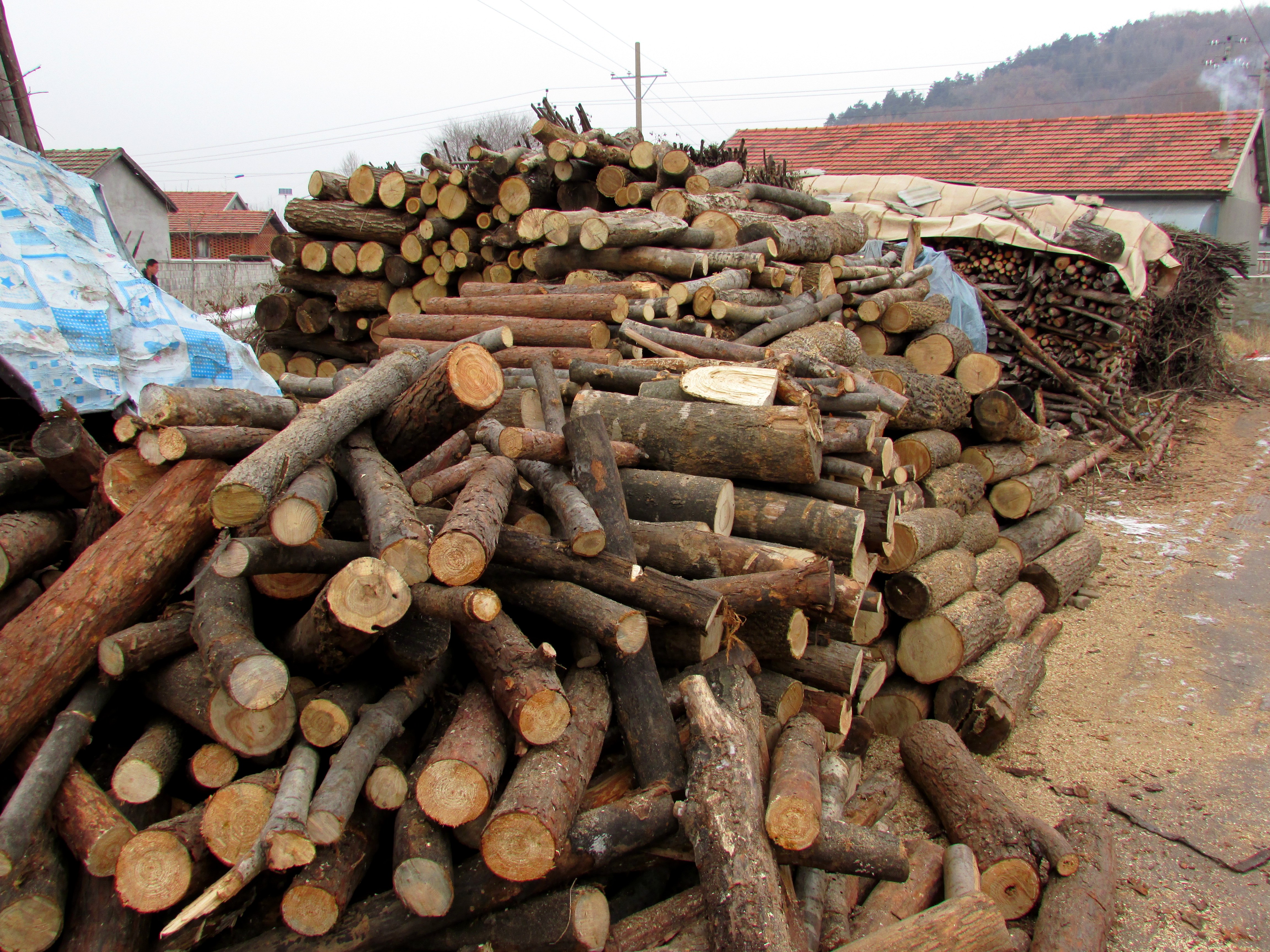 东北杀年猪来吃猪肉,老东北杀年猪