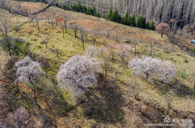 河南灵宝百年古杏林花开遍山野,灵宝北沟古杏林图片
