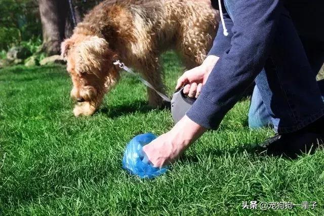 狗主人不清理狗粪便怎么办,对付狗不捡狗屎的办法